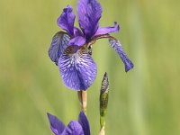 0011 sibirische Schwertlilie